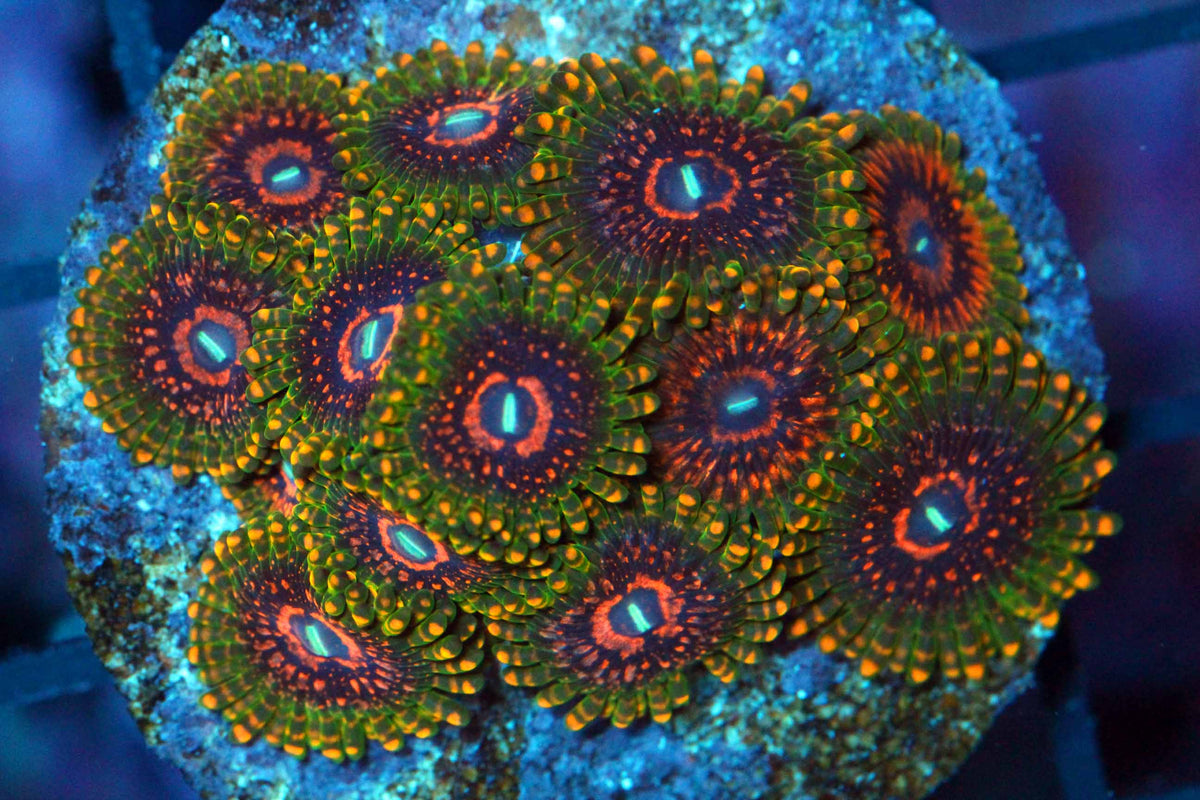 Zoanthids – Killer Corals