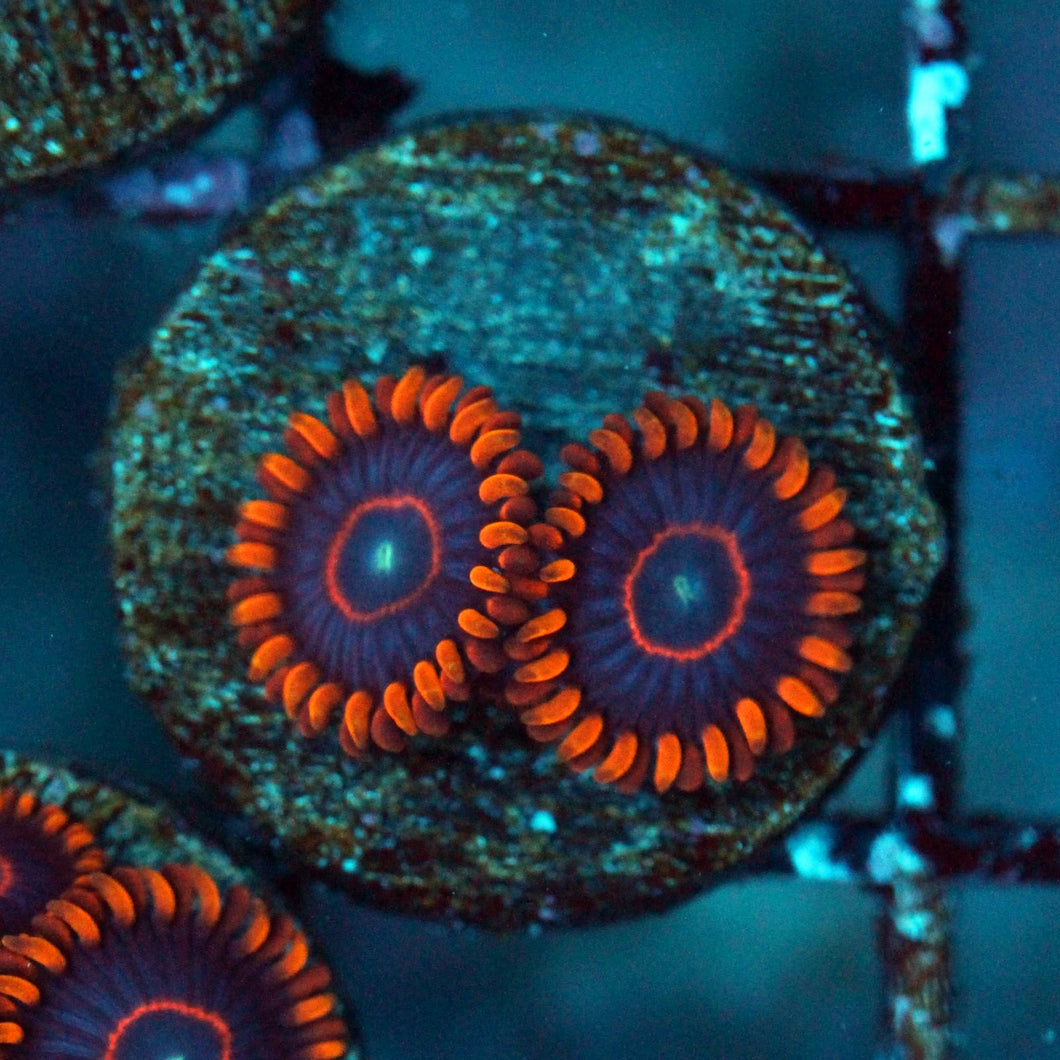 Red Hornets Zoas