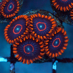 Red Hornets Zoas 2