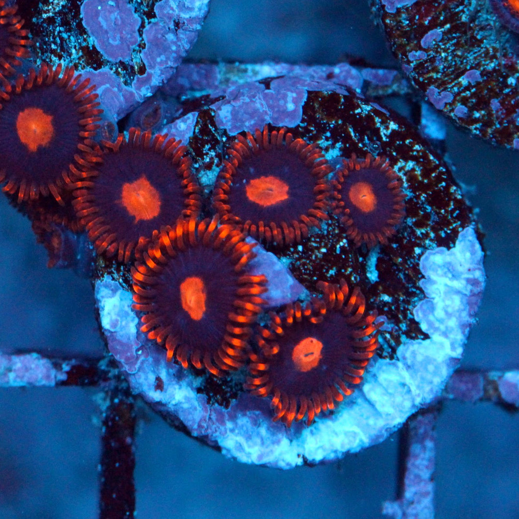 My Clementines Zoas