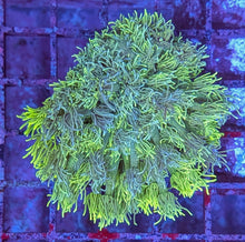 Load image into Gallery viewer, CORAL PACKAGE FOR COREY 6 ITEMS