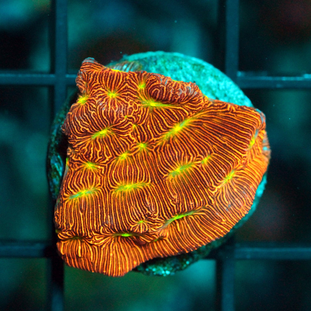 JF JACK O LATERN LEPTO-851