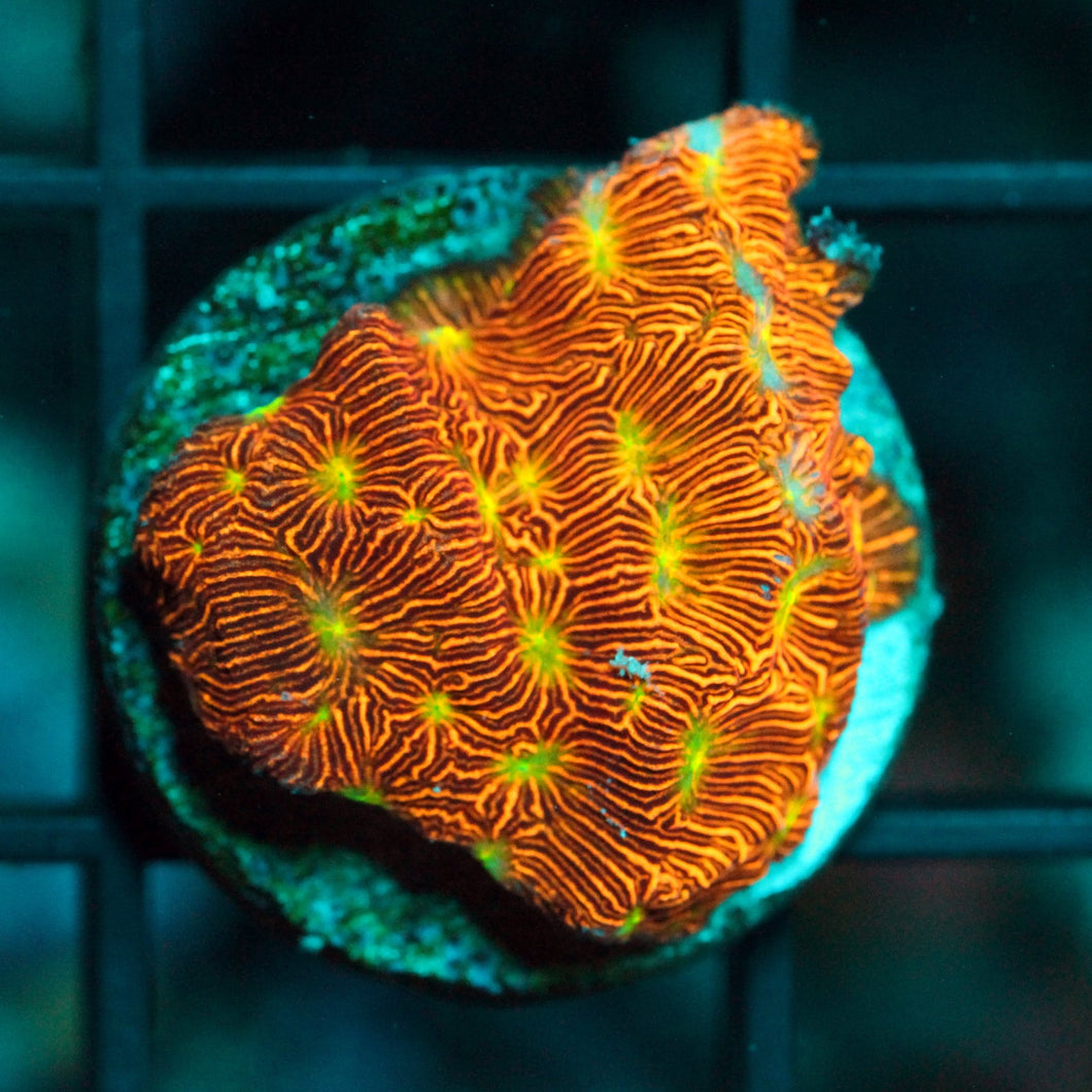 JF JACK O LATERN LEPTO-852