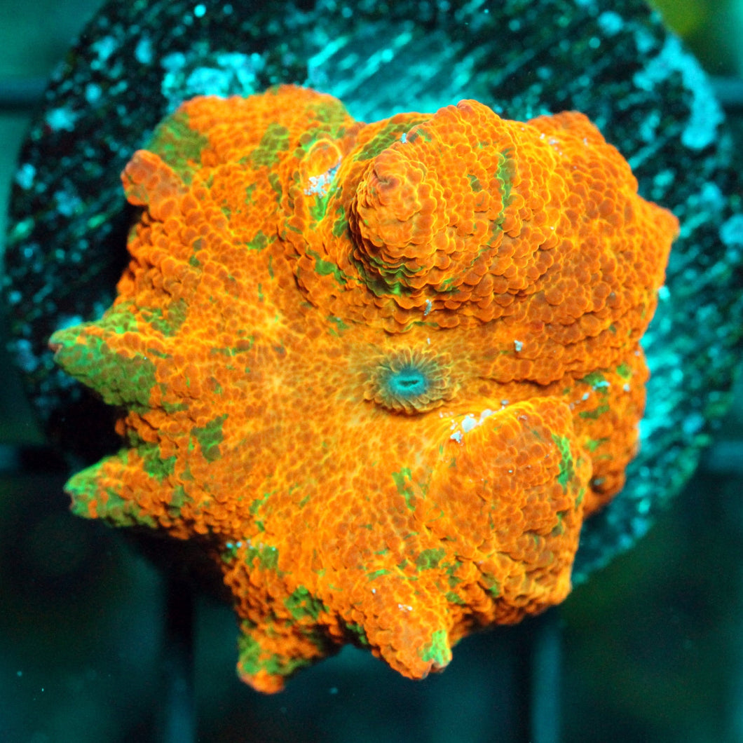 CANDY CRUSH JAWBREAKER MUSHROOM-853