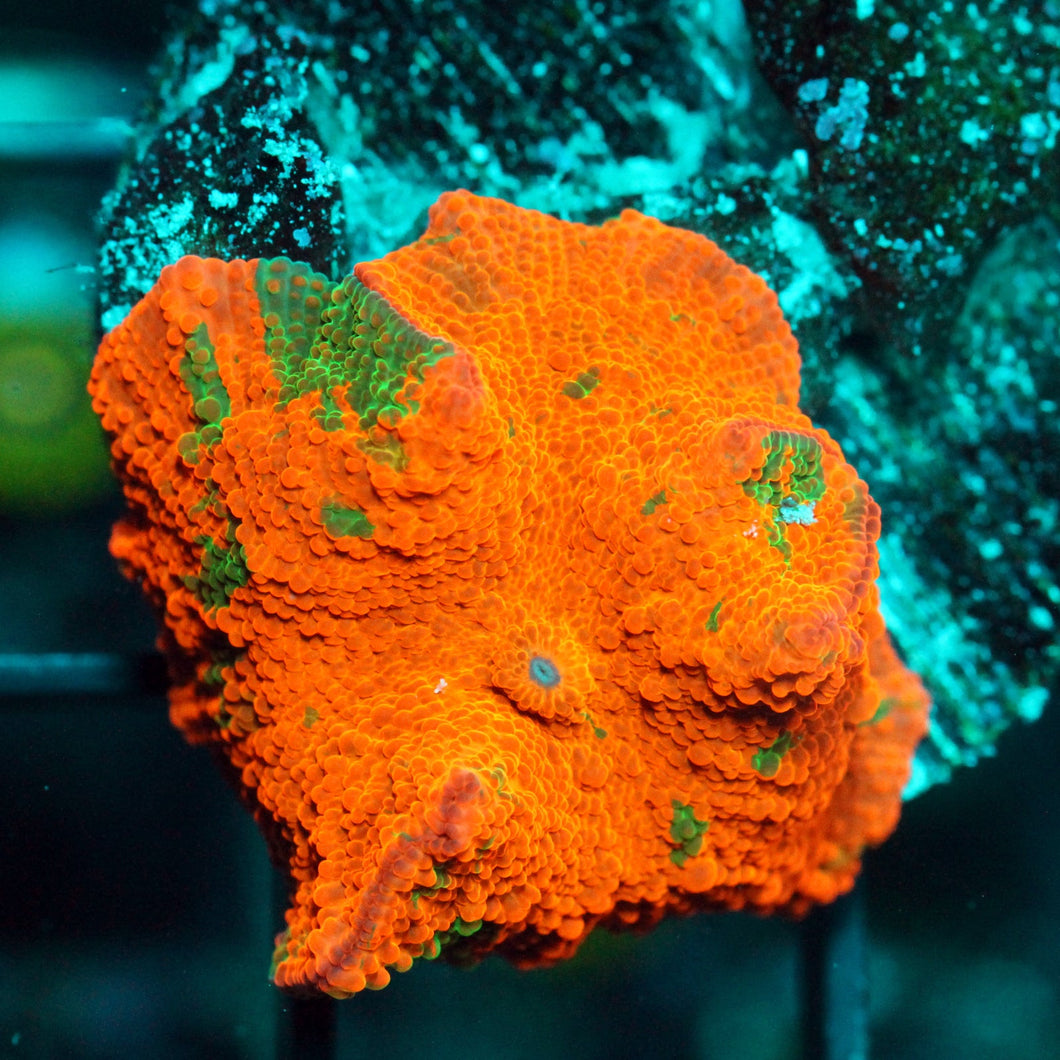 CANDY CRUSH JAWBREAKER MUSHROOM-854