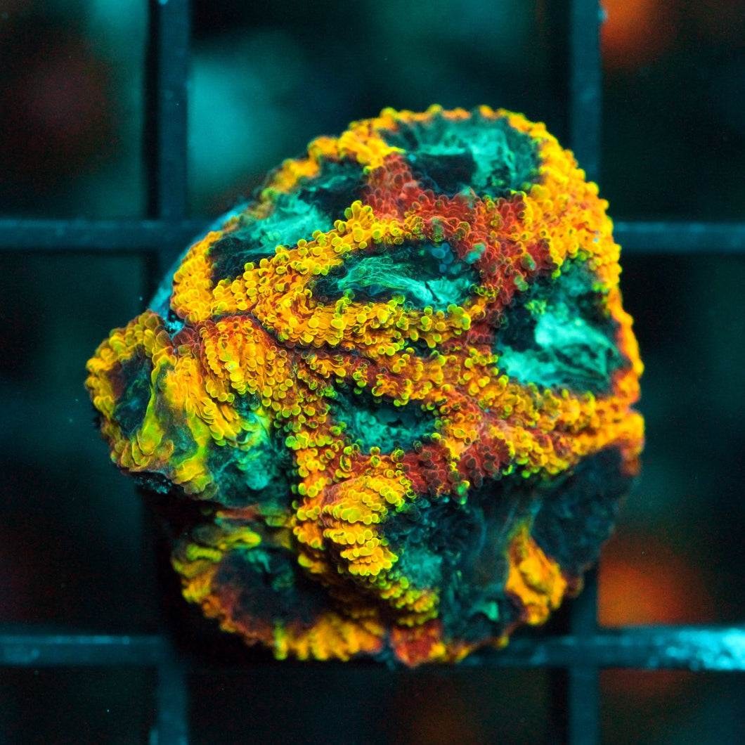 JF YELLOW SUB FAVIA-855