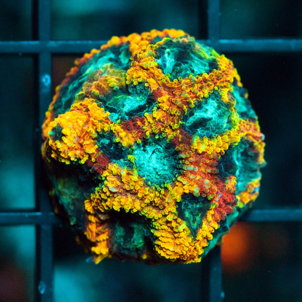 JF YELLOW SUB FAVIA-856