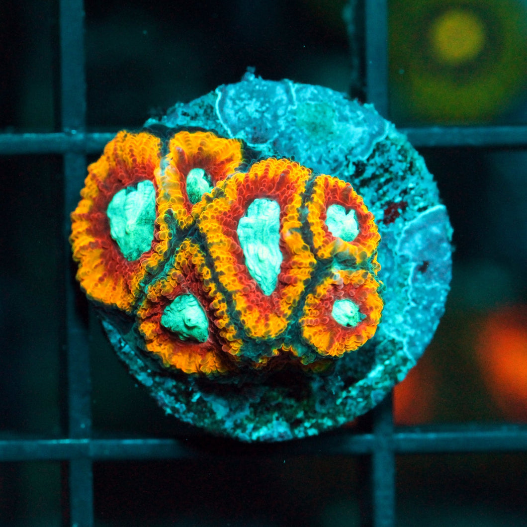 WWC ULTRON FAVIA-857