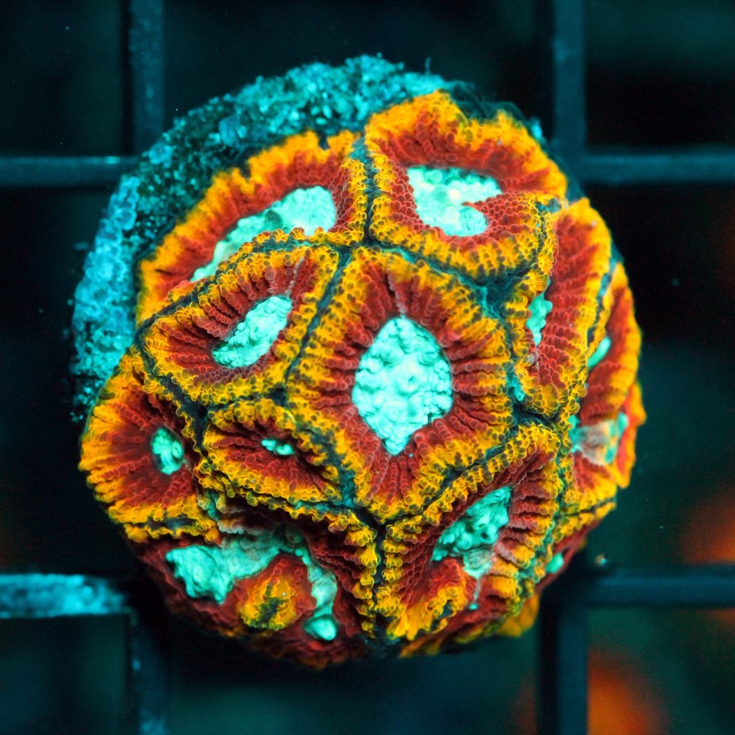 WWC ULTRON FAVIA-858