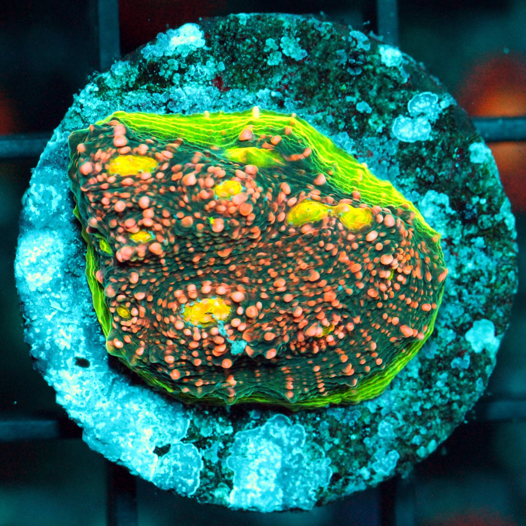 JAYDA WATERMELON CHALICE-859