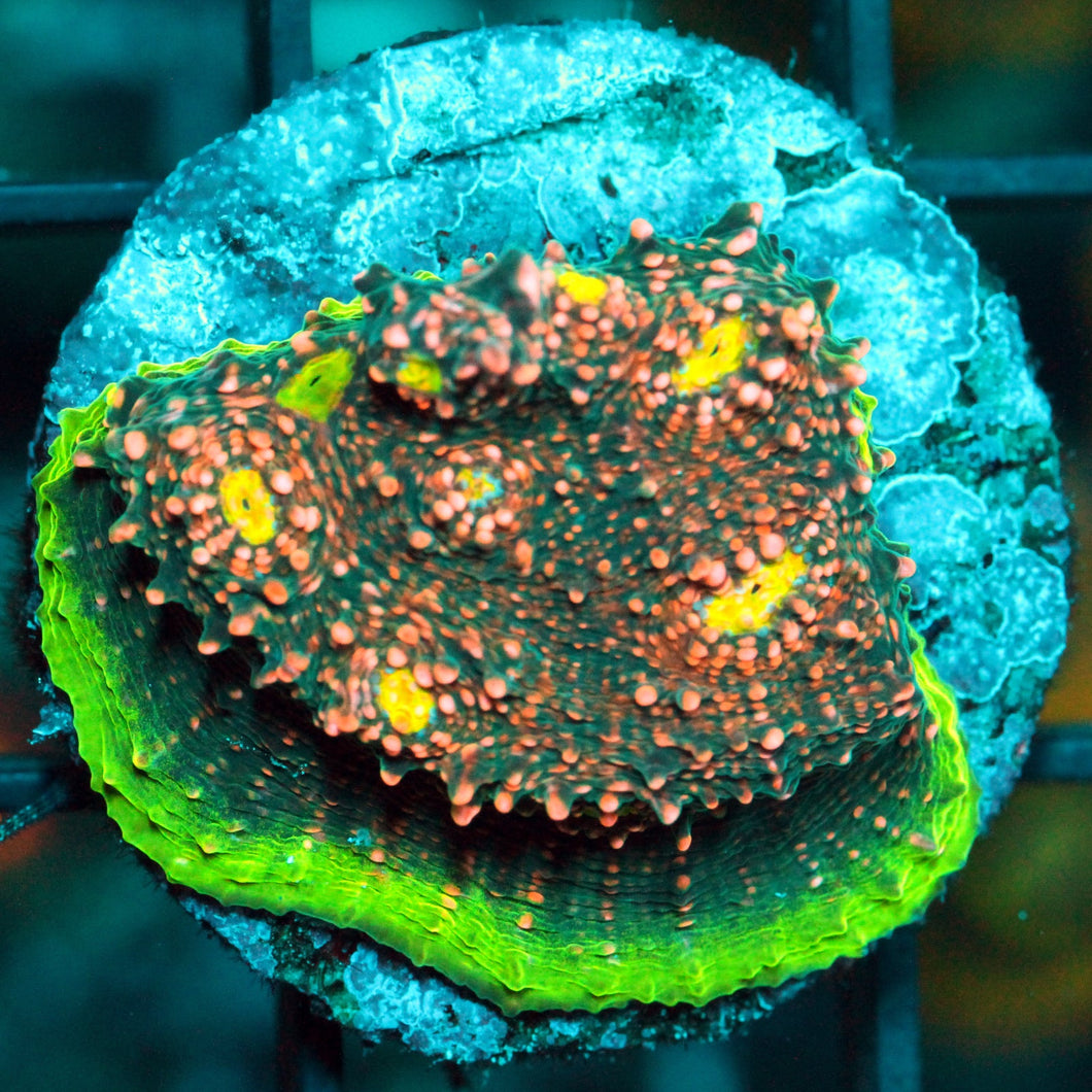 JAYDA WATERMELON CHALICE-860