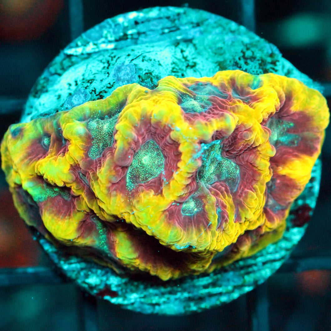 JF GOLDRUSH FAVIA-861