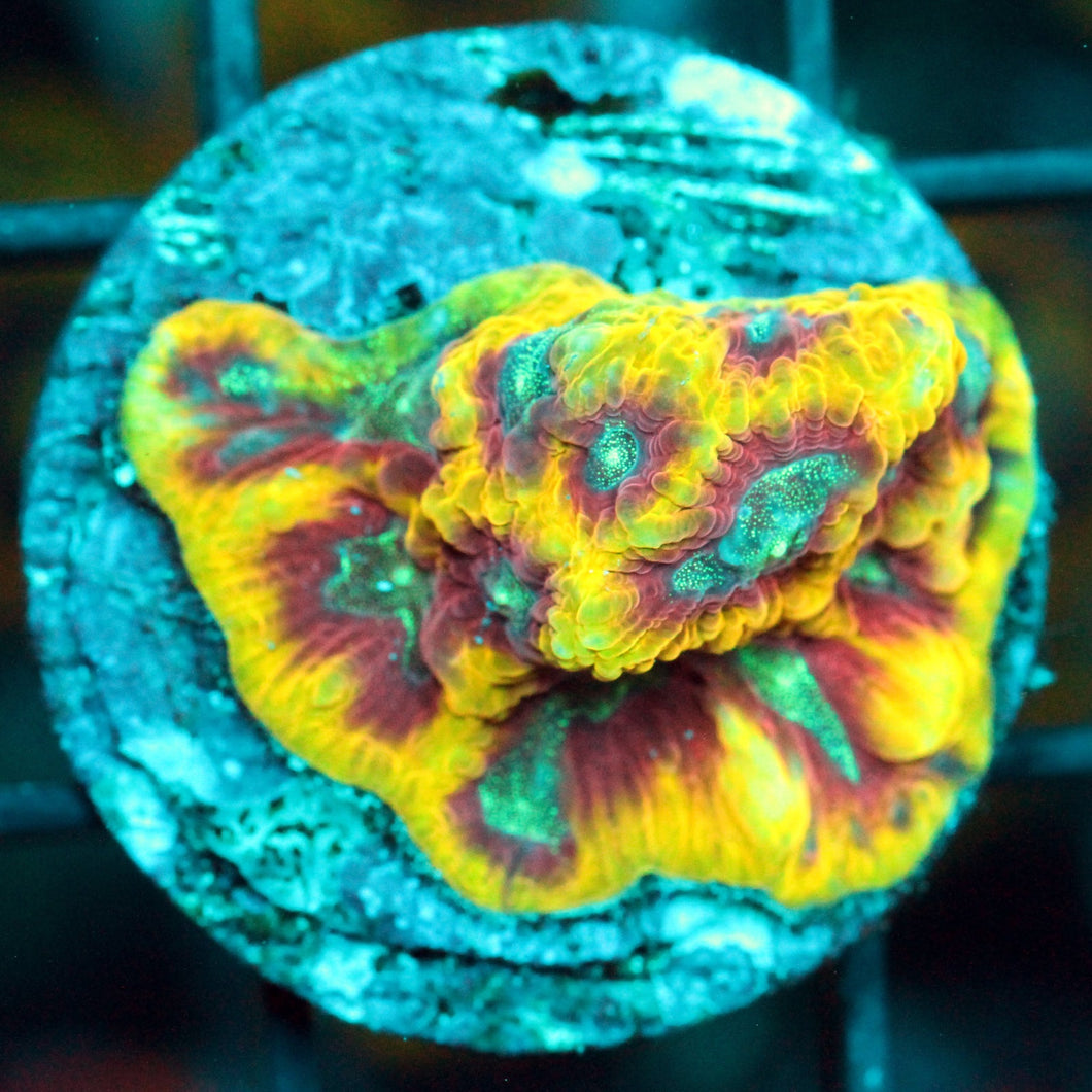 JF GOLDRUSH FAVIA-862