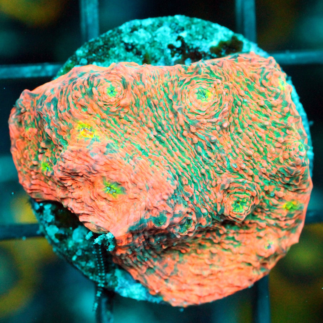 PINK BOOBIES CHALICE-864