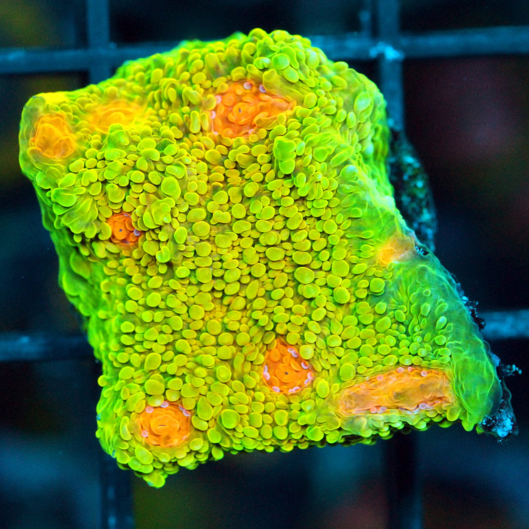 CRAYOLA MELTDOWN CHALICE-867