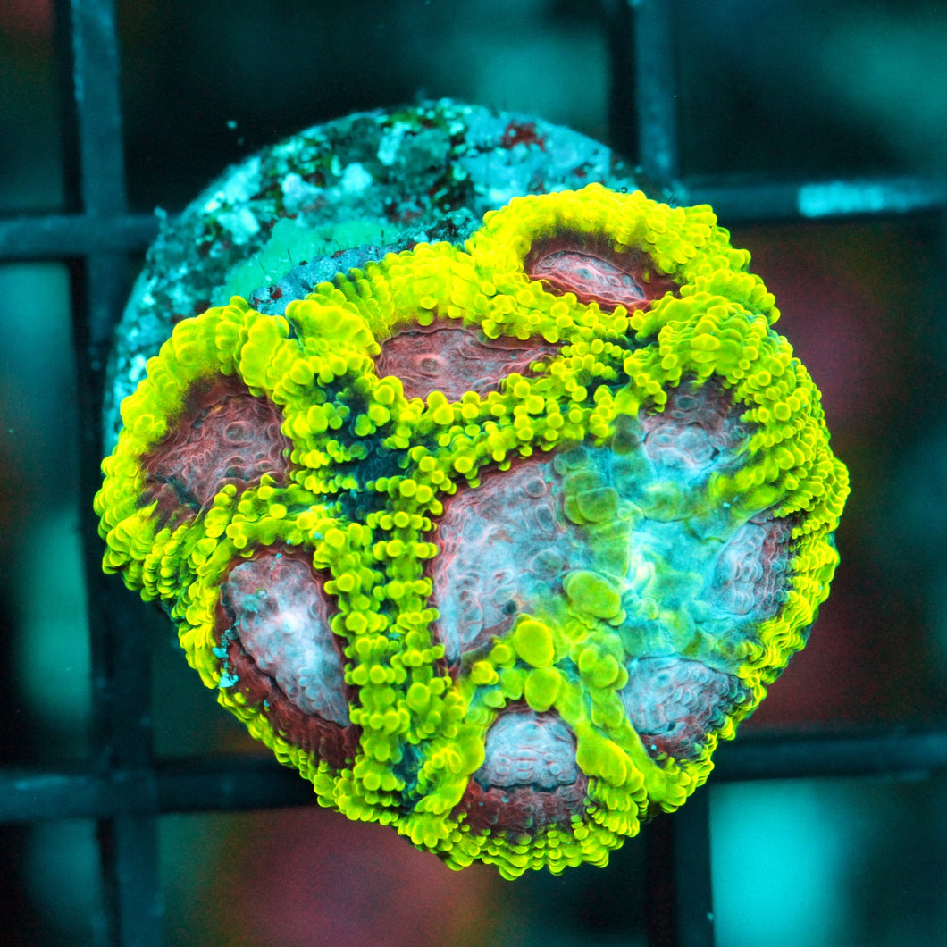 PINK PANTHER FAVIA-868