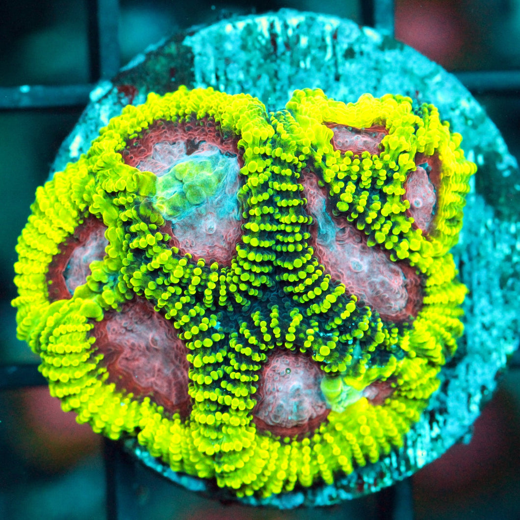 PINK PANTHER FAVIA-869