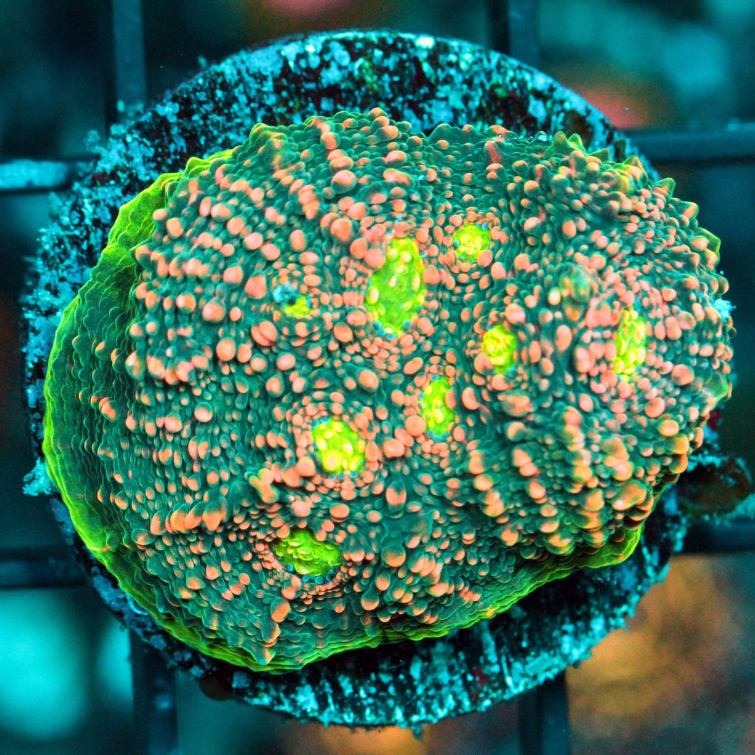 PINK WATERMELON CHALICE-870