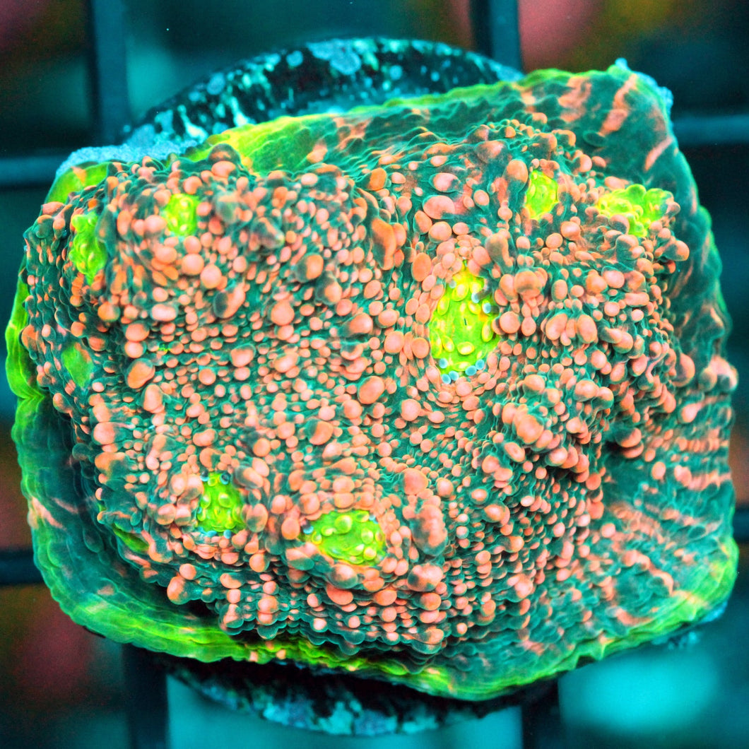 PINK WATERMELON CHALICE-871