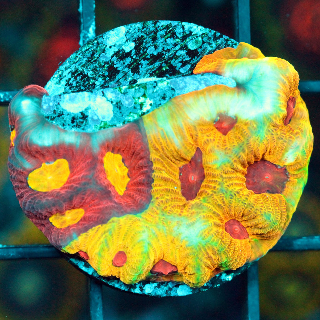 KC SPLIT DECISIONS FAVIA-872