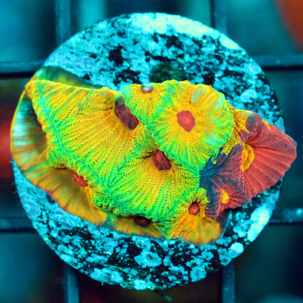 KC SPLIT DECISIONS FAVIA-873