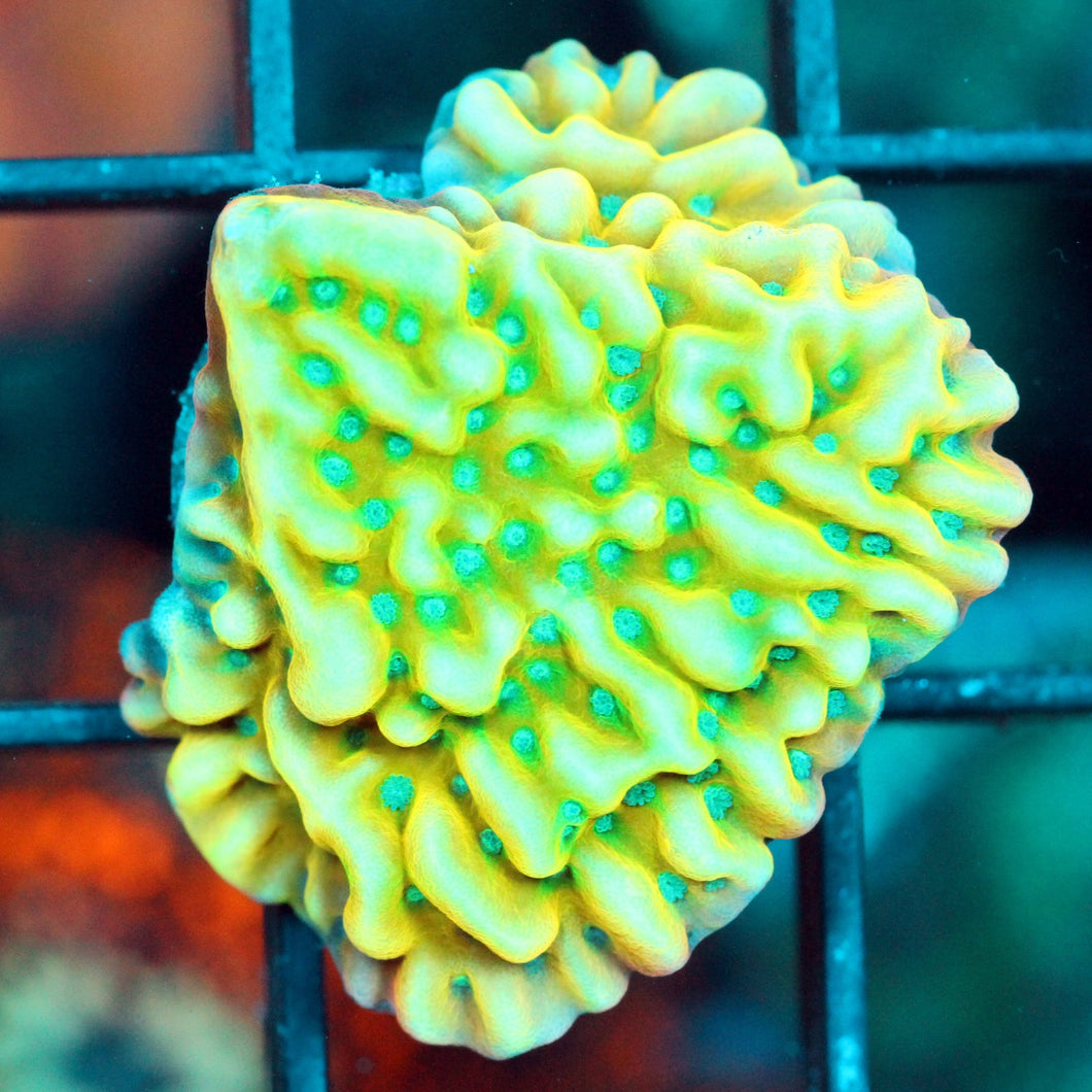 JF BEACH BUM MONTI-876