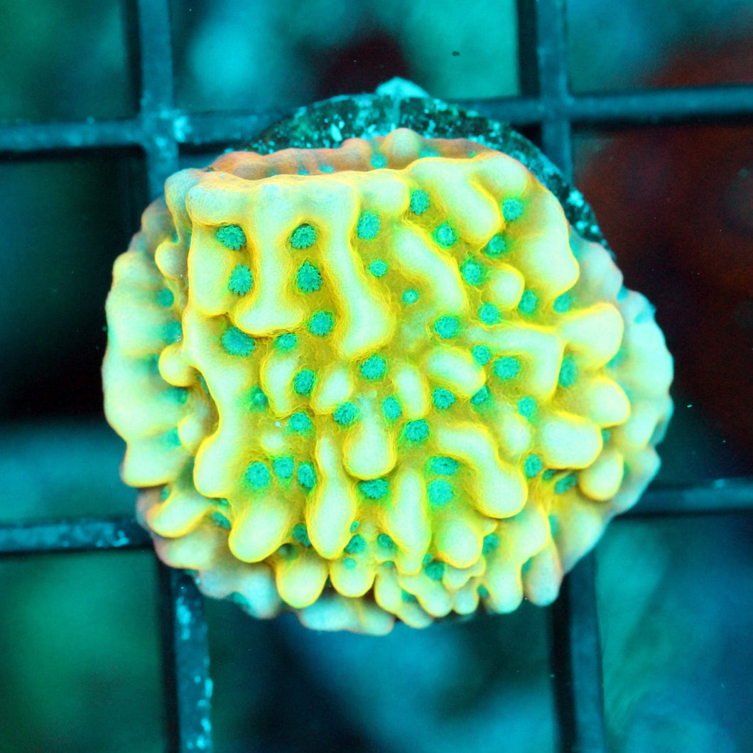 JF BEACH BUM MONTI-877