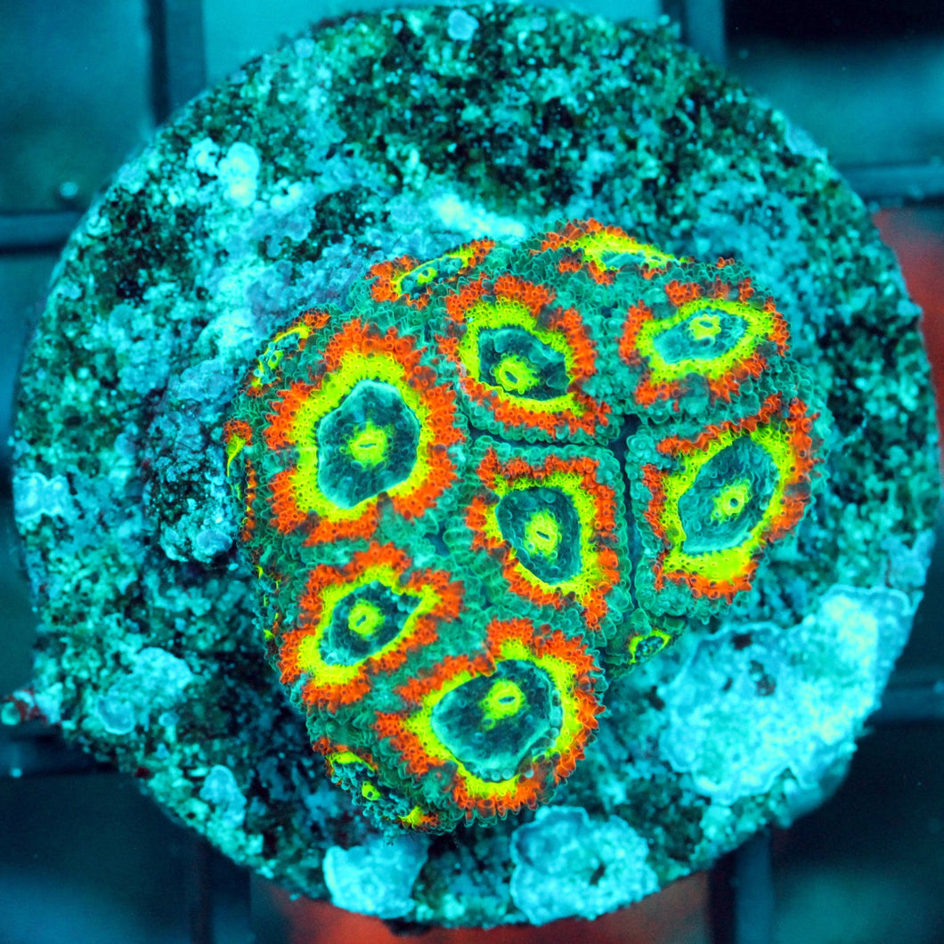 HOLY GRAIL MICRO-878