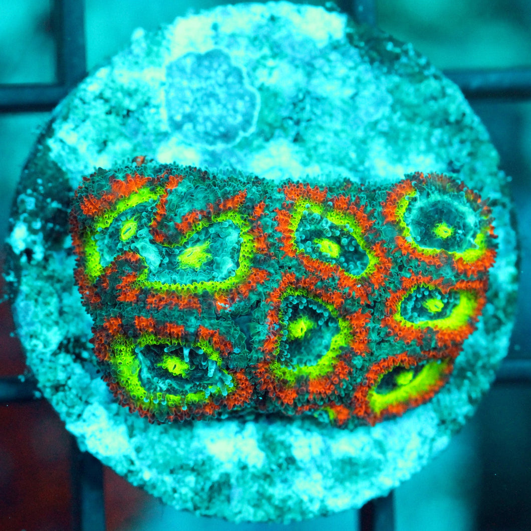 HOLY GRAIL MICRO-879