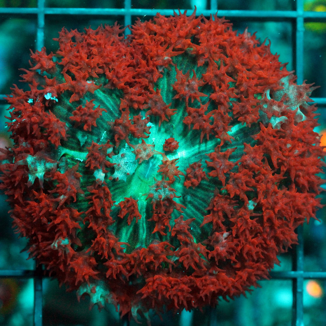 ST THOMAS MUSHROOM-881