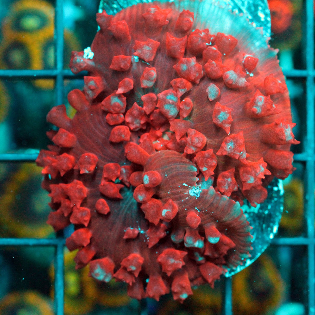 ST THOMAS MUSHROOM-882