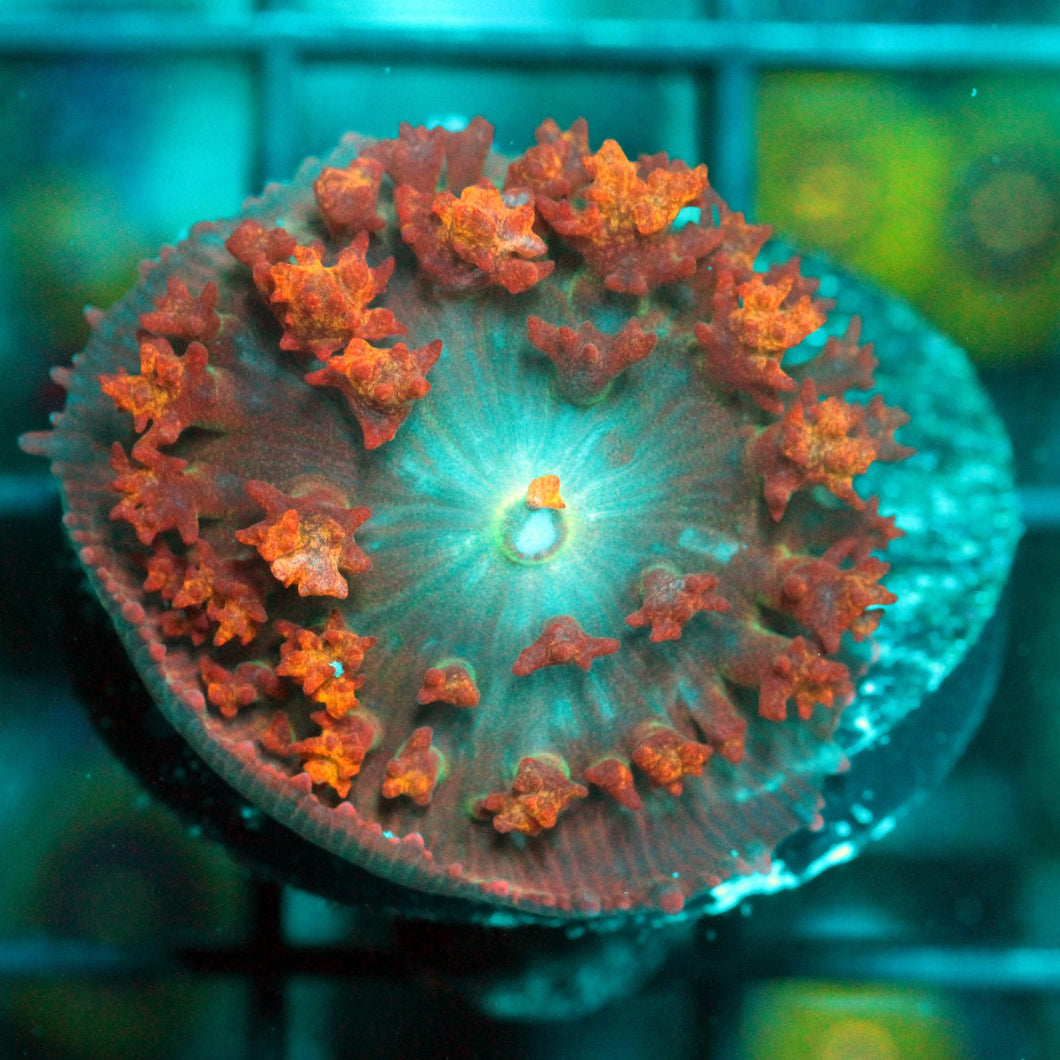 FOREST FIRE BOUNCE MUSHROOM-883