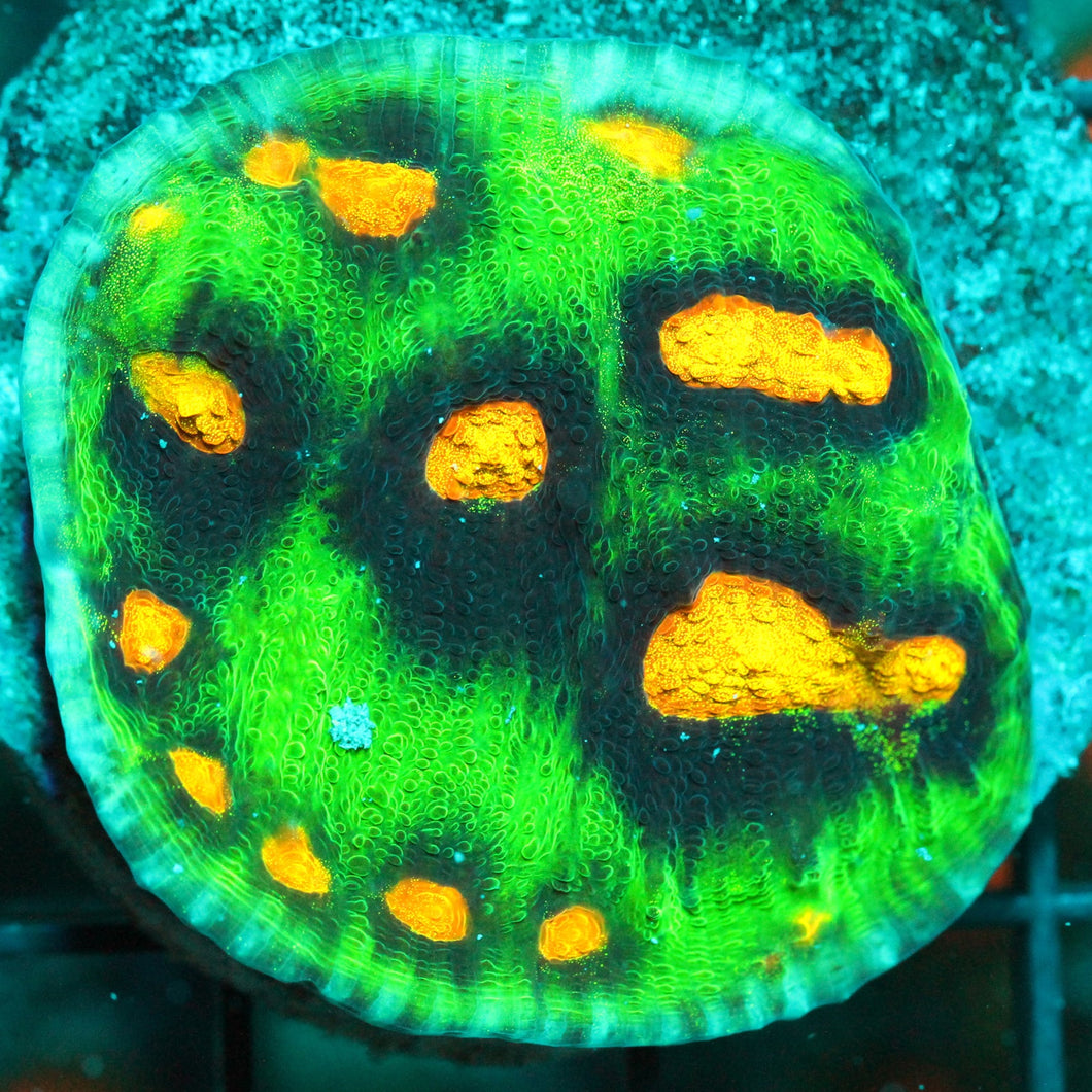 JF RAJA RAMPAGE CHALICE-886