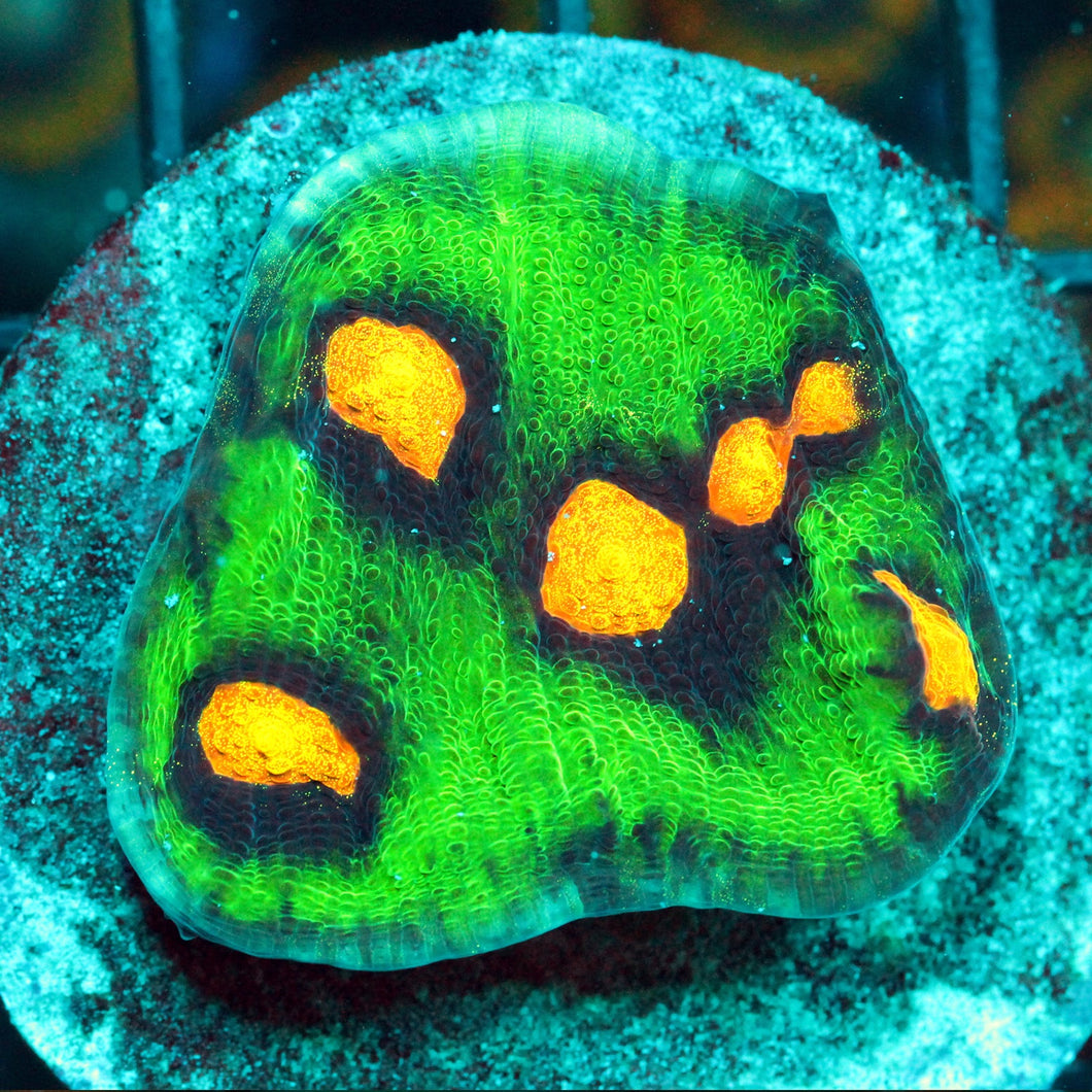 JF RAJA RAMPAGE CHALICE-887