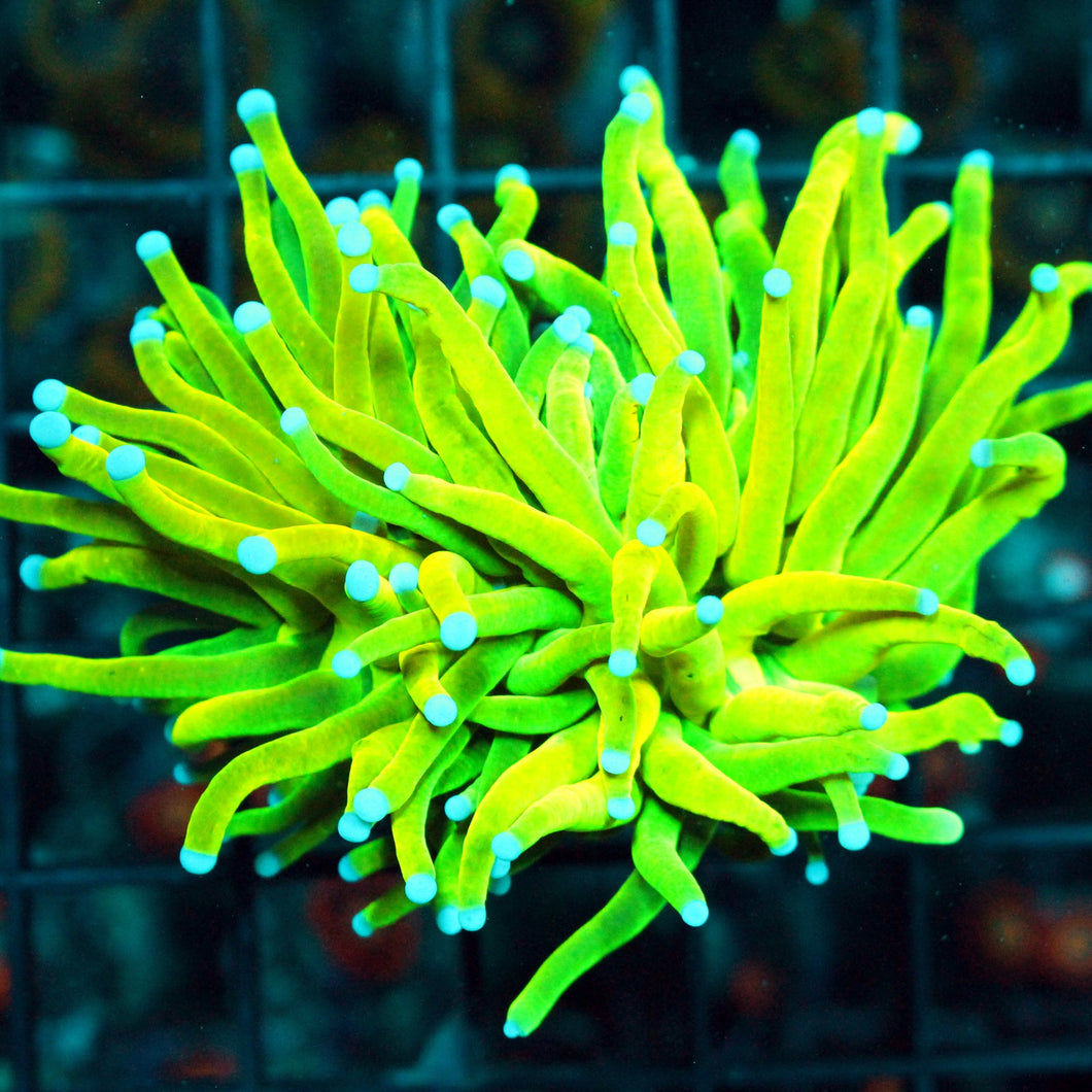 HOLY GRAIL TORCH-899