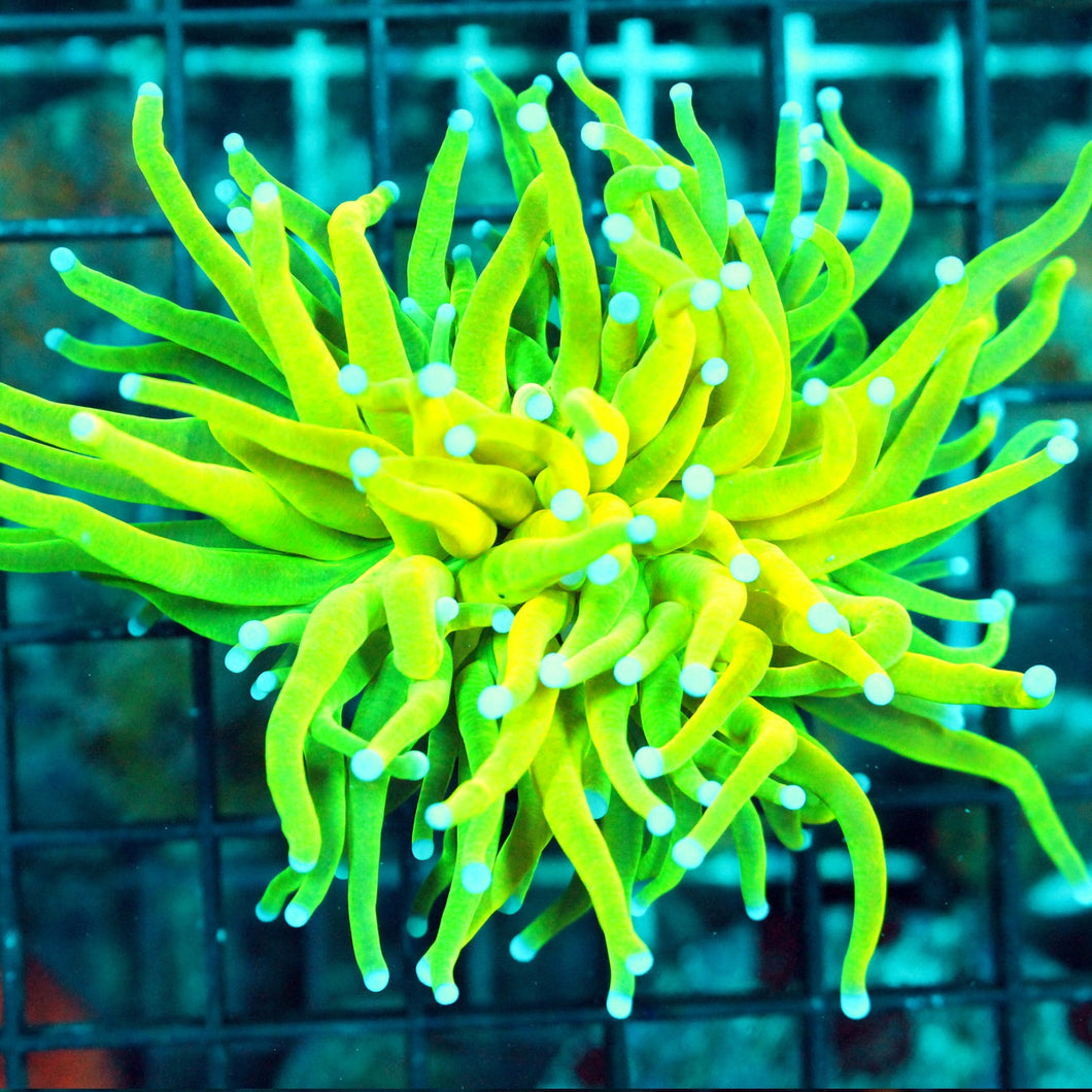 HOLY GRAIL TORCH-900