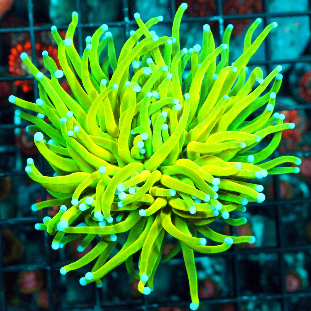 HOLY GRAIL TORCH-901