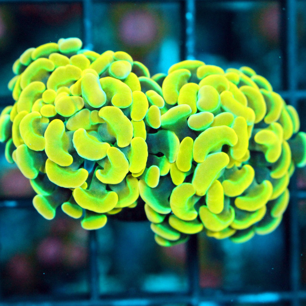 BK CHEM WILLY WONKA HAMMER-912