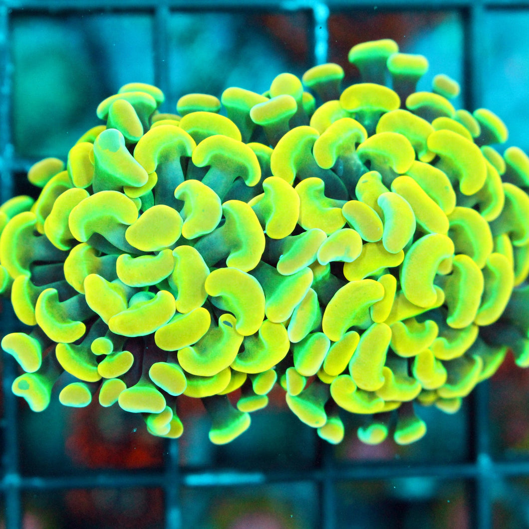 BK CHEM WILLY WONKA HAMMER-913