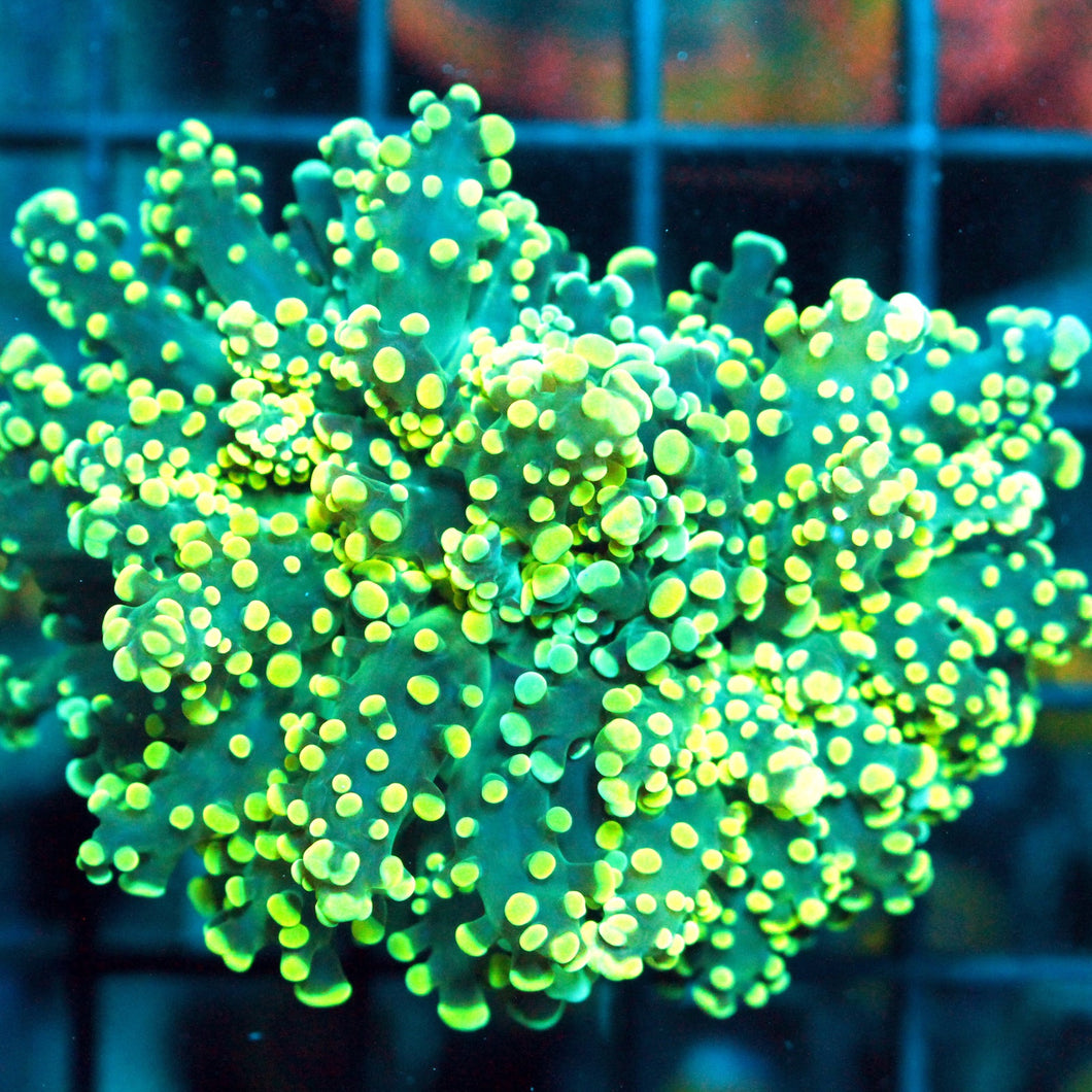 YELLOW OCTOSPAWN-921