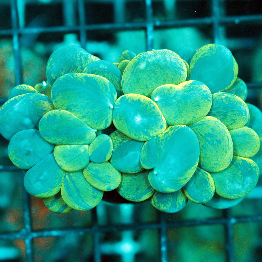 MARBLE BUBLE CORAL-926