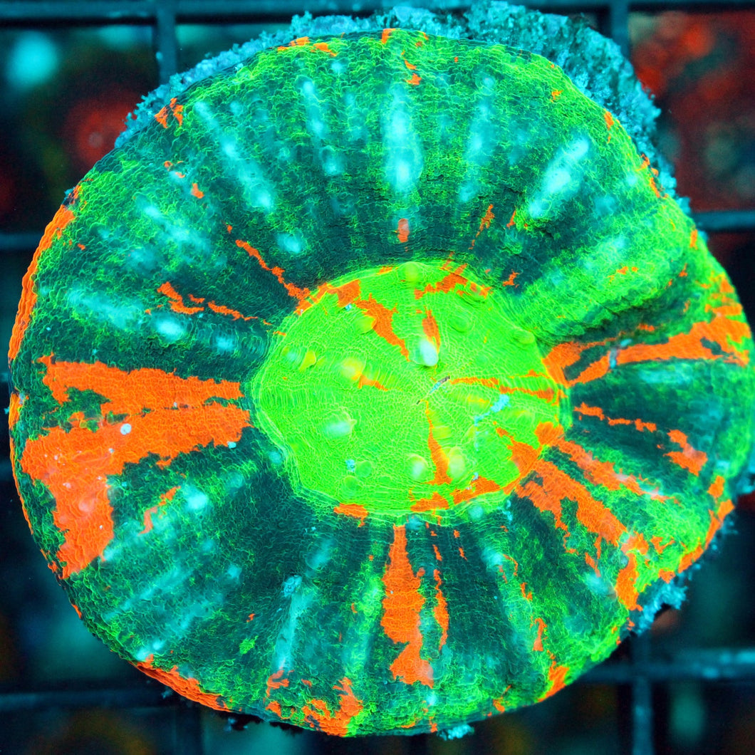 ULTRA BLEEDING APPLE SCOLY-929