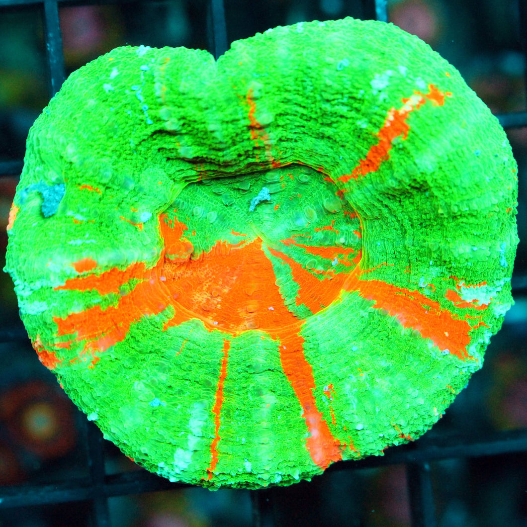 BLEEDING APPLE SCOLY-930