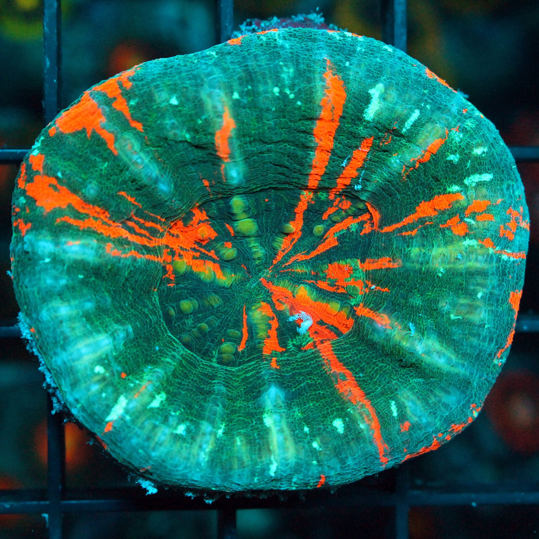 BLEEDING APPLE SCOLY-932