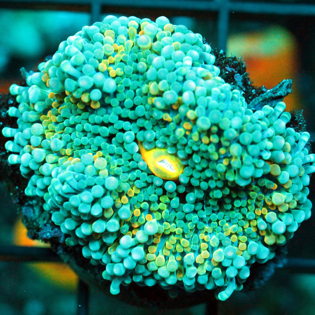 ULTRA RAINBOW MUSHROOM RARE-936