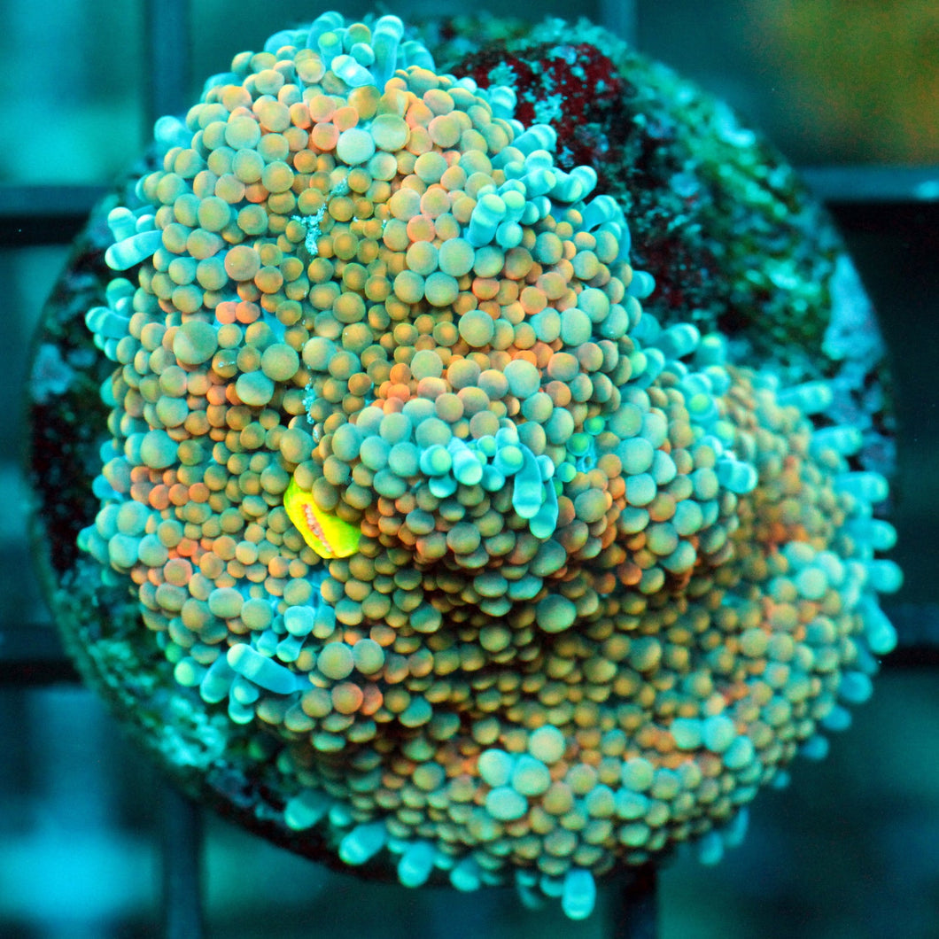 ULTRA RAINBOW MUSHROOM RARE-937