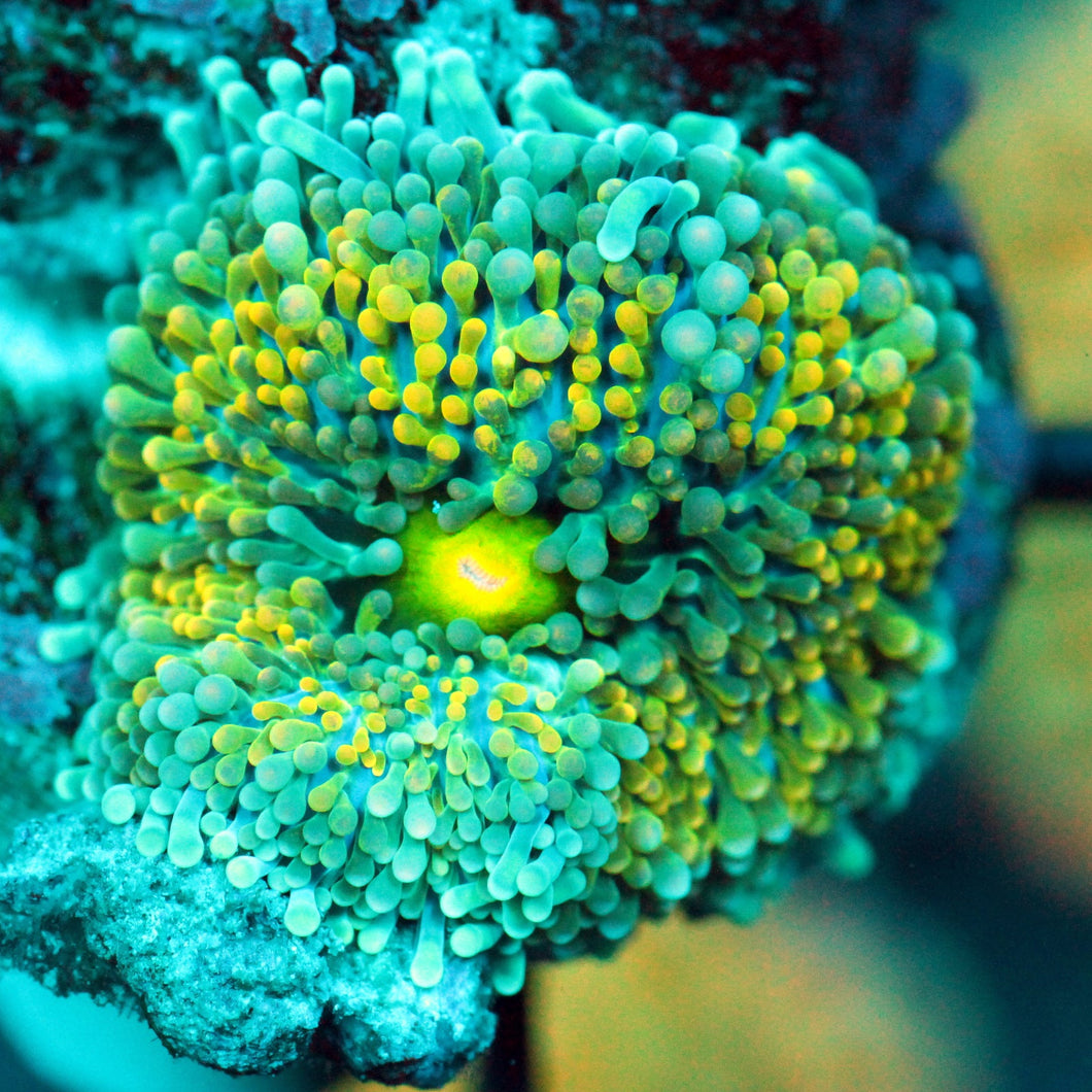 ULTRA RAINBOW MUSHROOM RARE-938