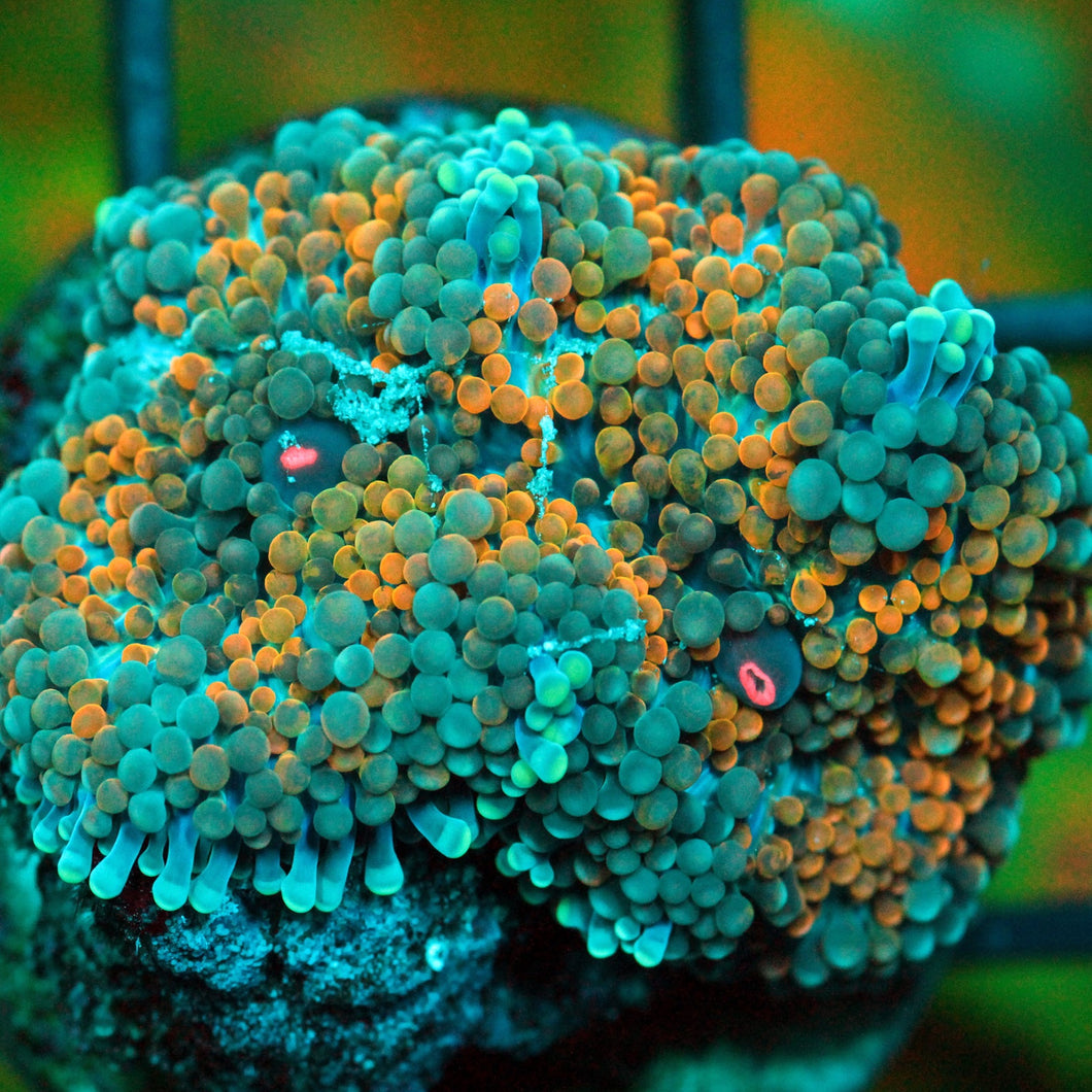 ULTRA RAINBOW MUSHROOM RARE-939