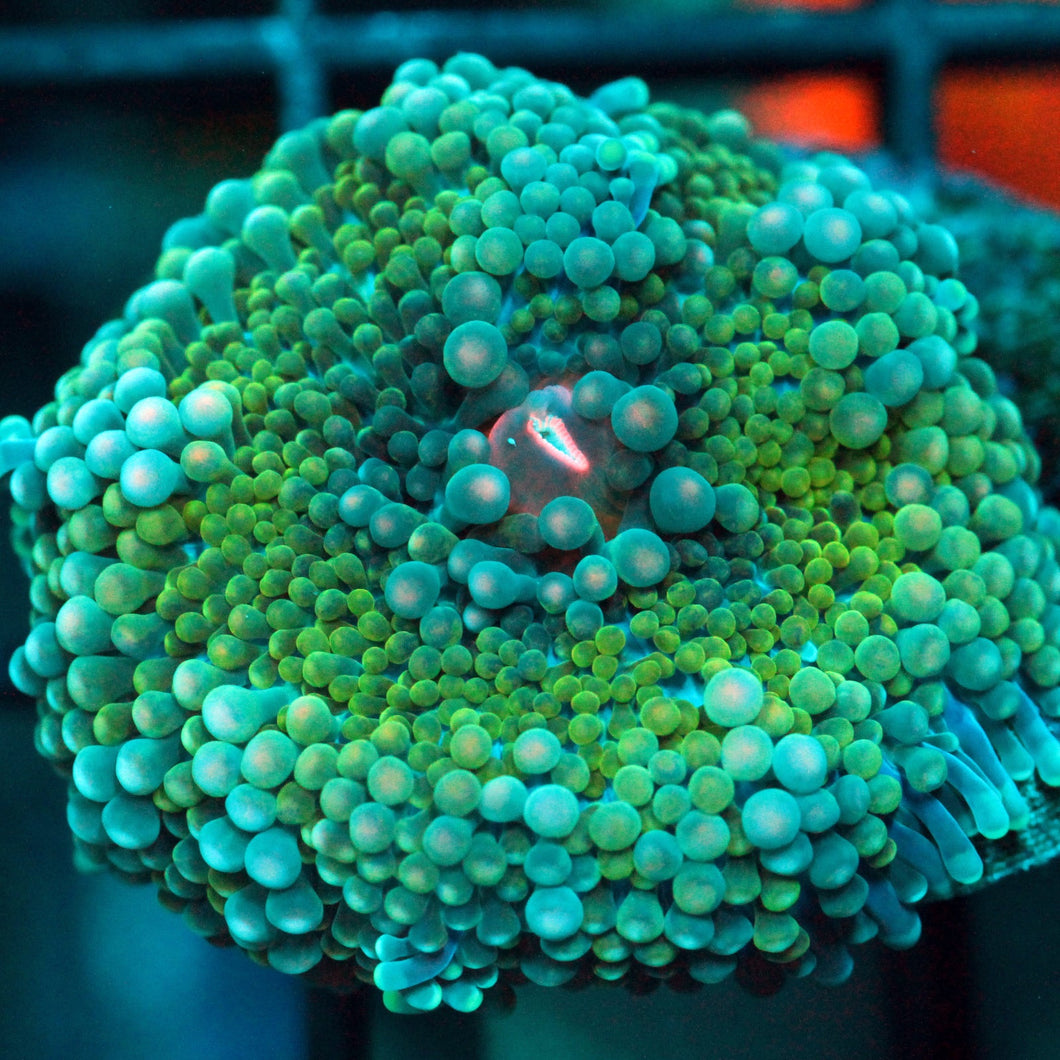 ULTRA RAINBOW MUSHROOM RARE-941