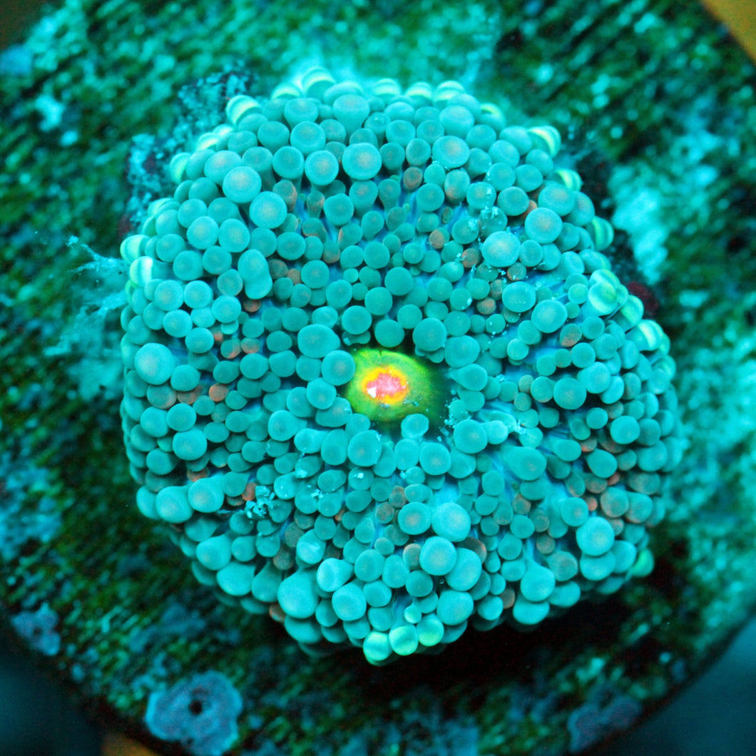 ULTRA RAINBOW MUSHROOM RARE-943